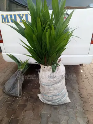 Start Your Palm Investment Right! Supergene Malaysia Palm Seedlings