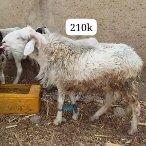 Ram Ragon Sallah