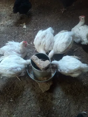 Matured Broilers for Sell