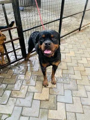 1+ year Male Purebred Rottweiler