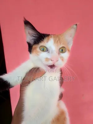 3-6 months Male Mixed Breed Turkish Van