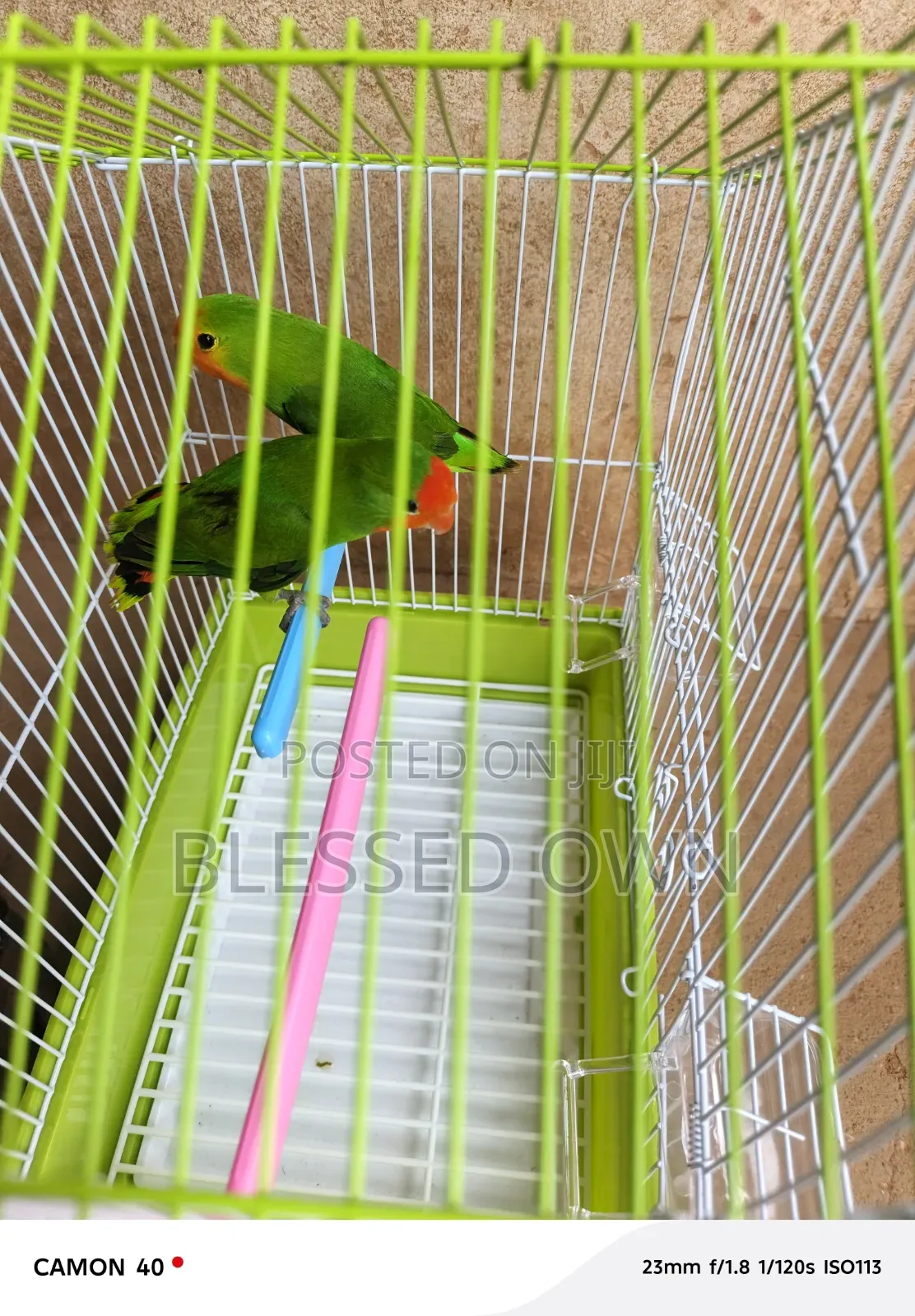 Colorful Birds Love Parrots