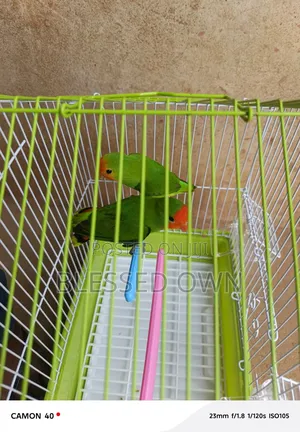 Colorful Birds Love Parrots