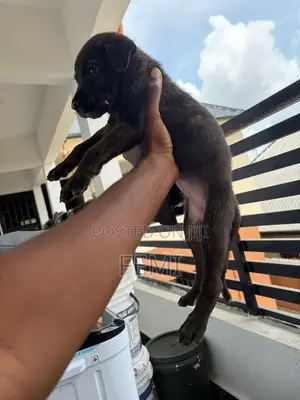1-3 months Female Purebred Boerboel