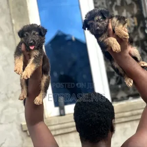 1-3 months Female Purebred German Shepherd