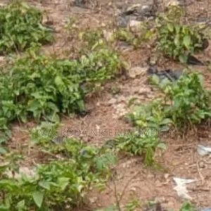 Solid Dry Land Available for Sale