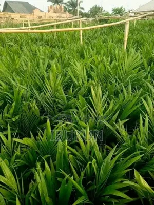 We Offer the Oil Palm Seedlings (Tenera and Supergene)
