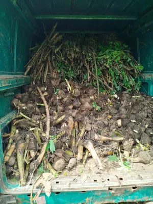 Kickstart Your Plantain Farm With Ibk Gardens Premiunplantain Suckers
