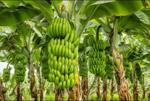 Ibktreated Dwarf Hybrid Banana Sucker Is a Product of Top Grade Sucker