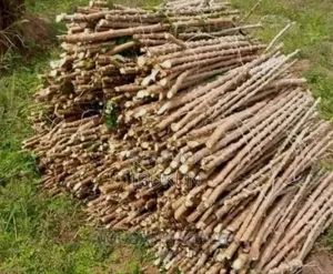 Cassava Cuttings We Sell Cassava Cuttings.