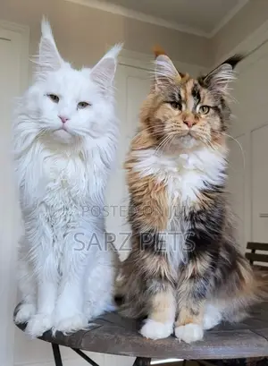 6-12 months Female Purebred Maine Coon