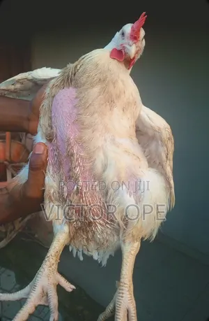 8 Weeks Old Organic Broilers