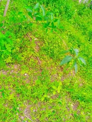 100 Hectares Mixed-Use Land at Apo Wasa