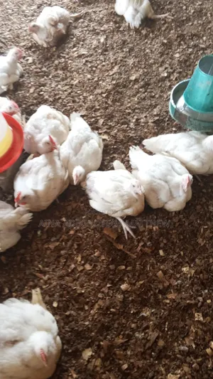 Frozen Chicken Broiler