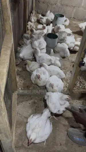 Big and Healthy Chicken