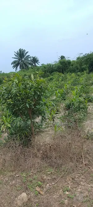 300 Plots for Sale at the Major Road