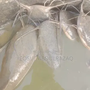 Hetero Claris Brock Stocks Fish