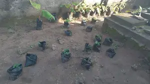 Nursery Ugu ( Pumpkin Seeds)