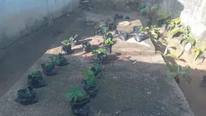 Nursery Ugu ( Pumpkin Seeds)