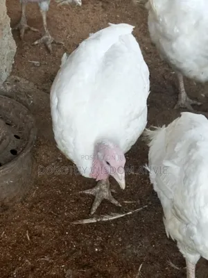 Life Turkeys