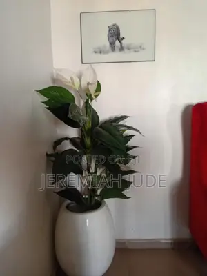 Home Flower