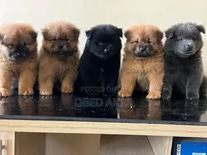 1-3 months Female Purebred Chow Chow