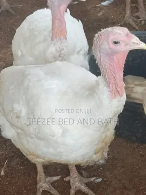 Life Turkey
