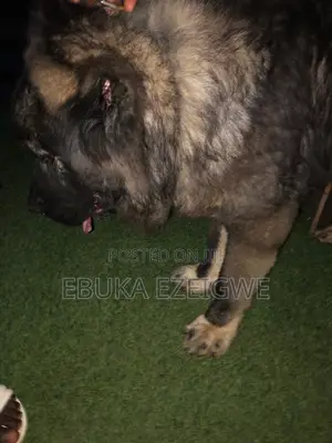 1-3 months Male Purebred Caucasian Shepherd