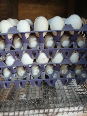 Fertile Pekin Duck Egg