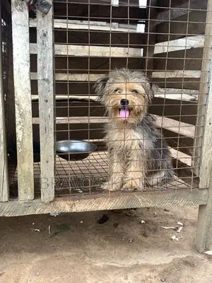 3-6 months Male Purebred Lhasa Apso