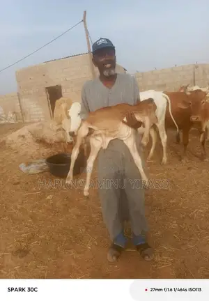 Artificial Inseminations Service