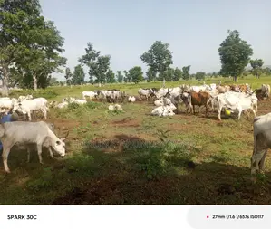 Artificial Inseminations Service
