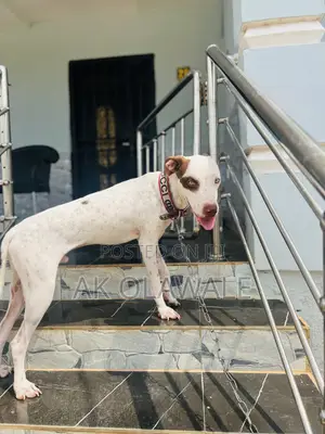 1+ year Male Purebred American Pit Bull Terrier