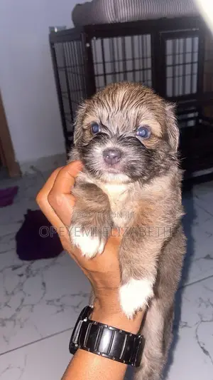 1-3 months Male Purebred Lhasa Apso