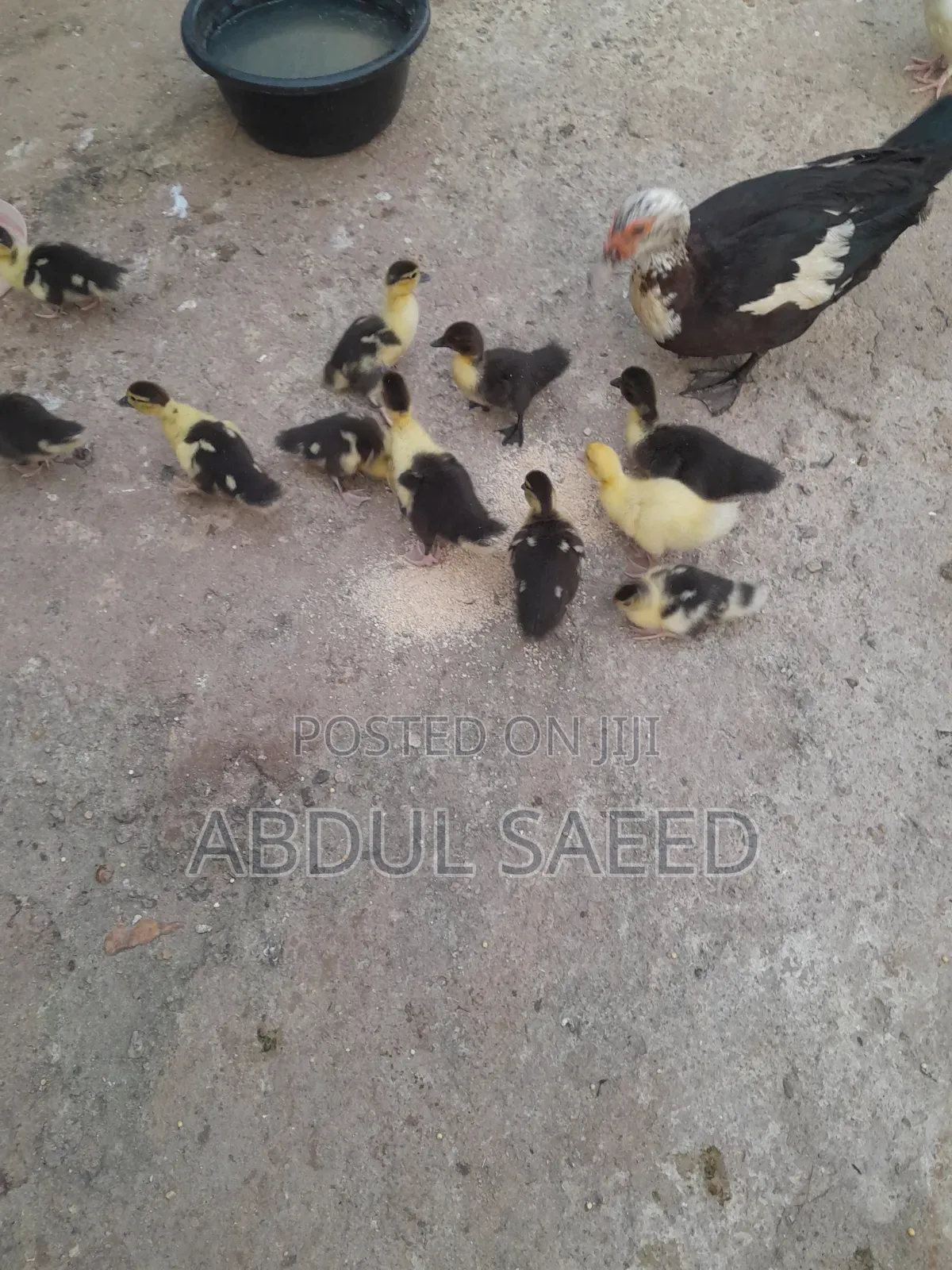 Dduckling Fully Vaccinated