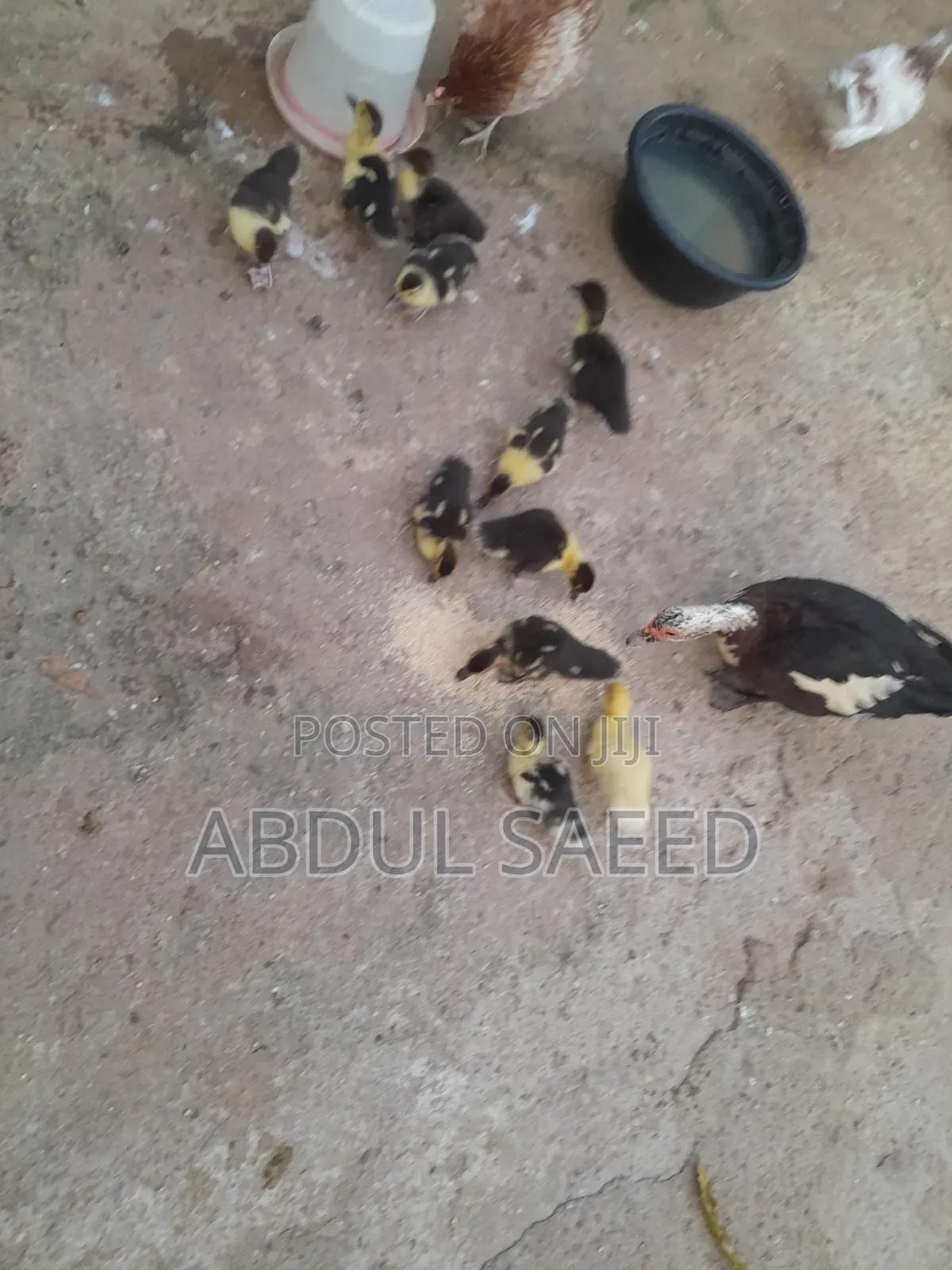 Dduckling Fully Vaccinated
