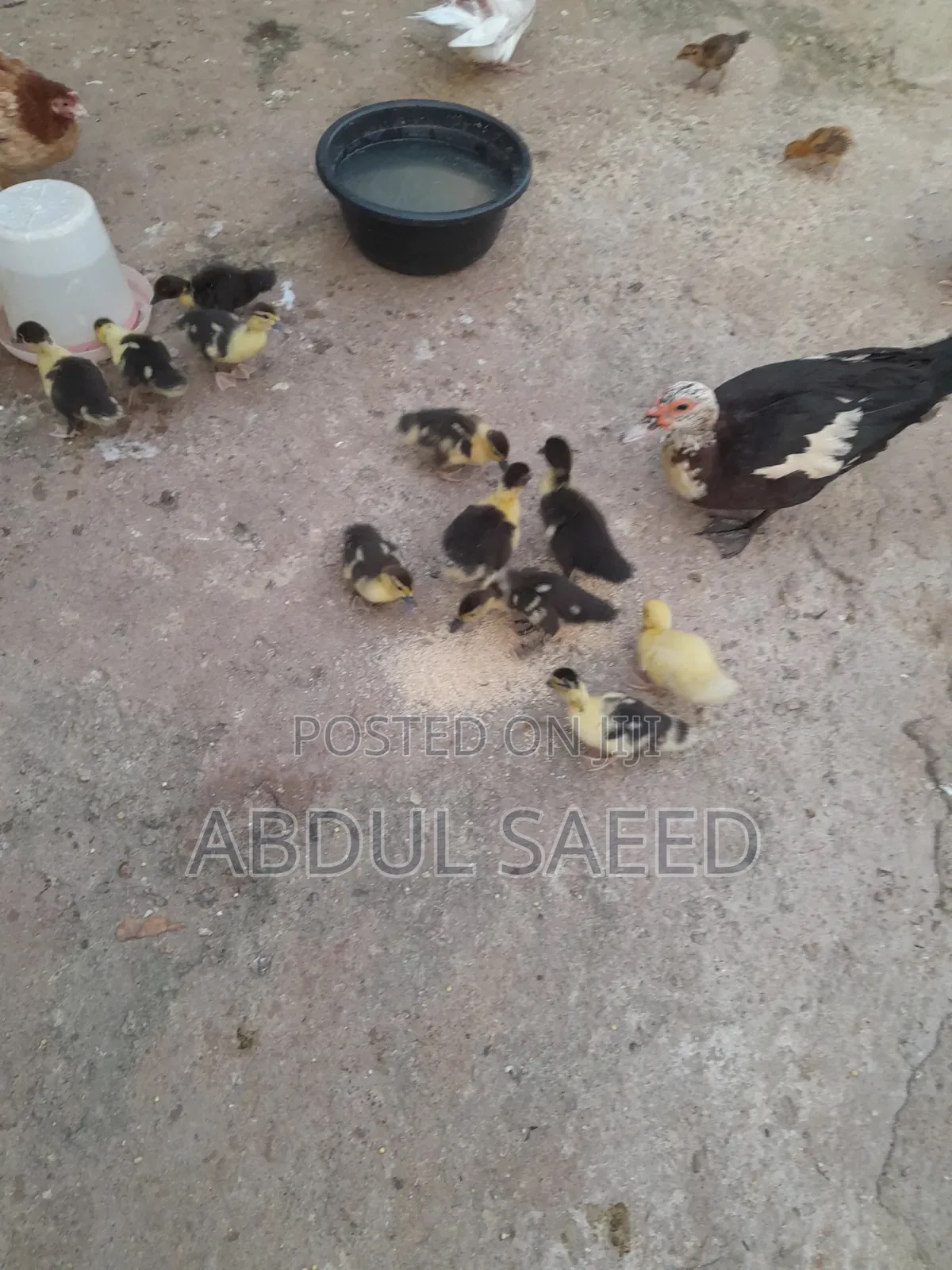 Dduckling Fully Vaccinated