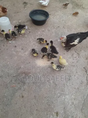 Dduckling Fully Vaccinated