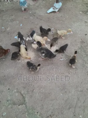 Kwakwa Duckling