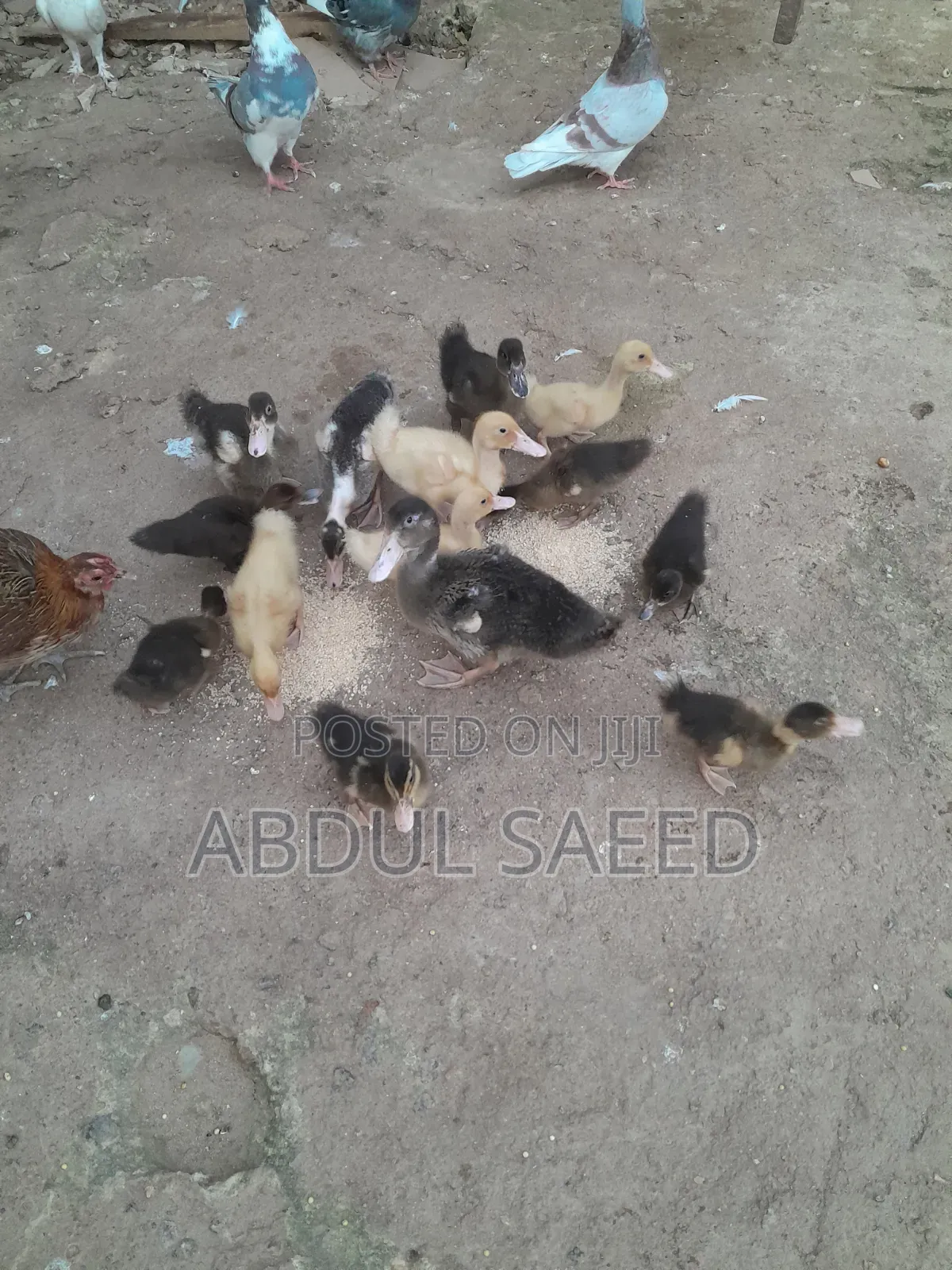 Kwakwa Duckling