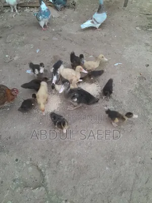 Kwakwa Duckling
