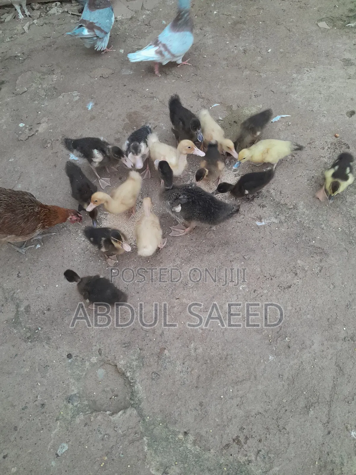 Kwakwa Duckling