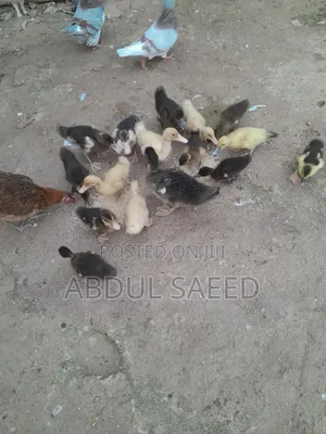 Kwakwa Duckling