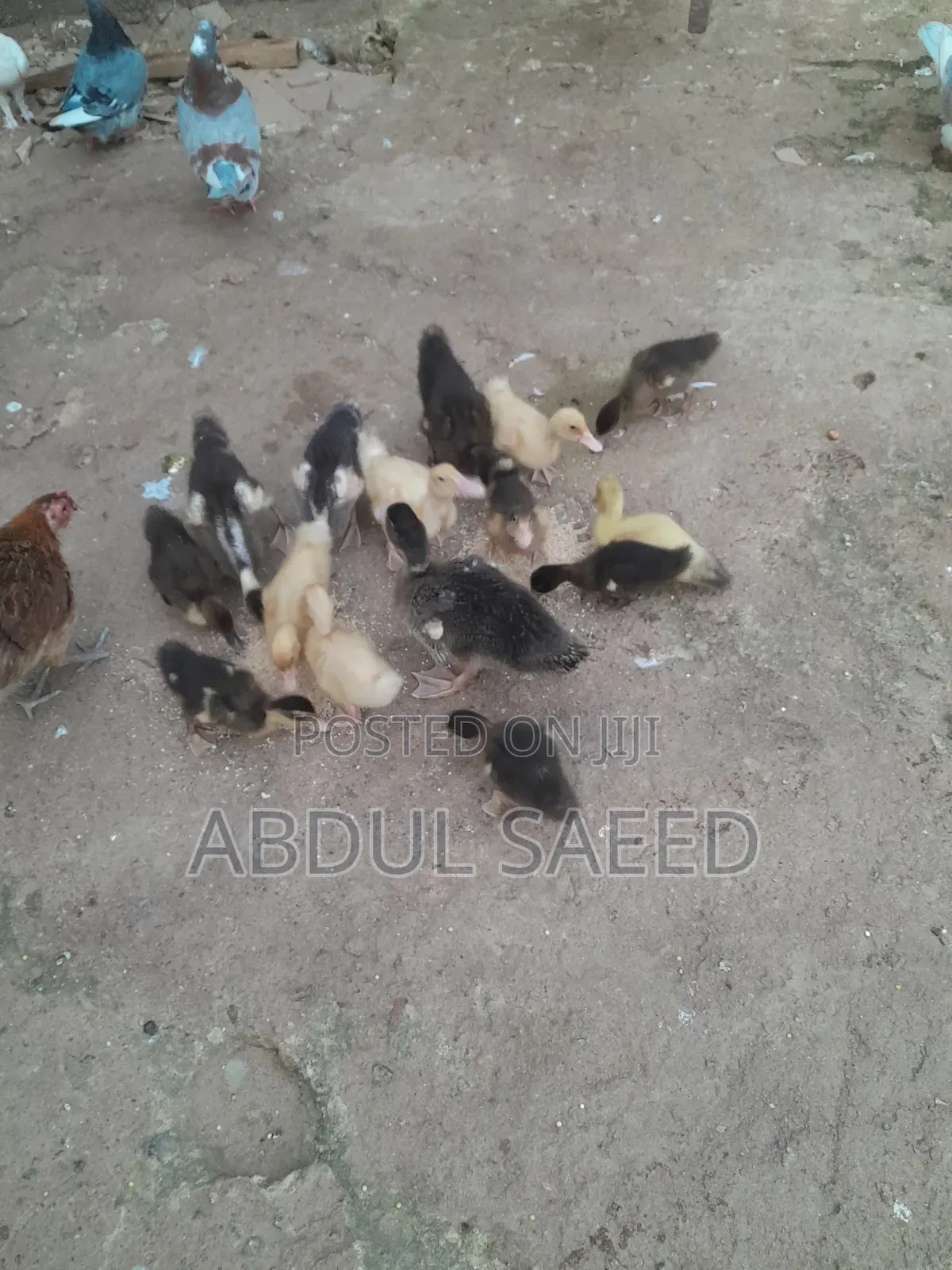 Kwakwa Duckling
