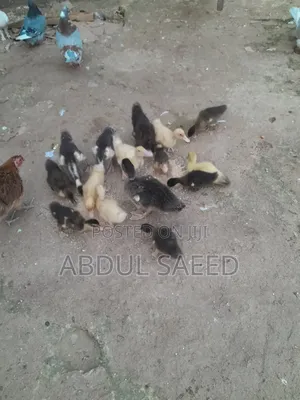 Kwakwa Duckling