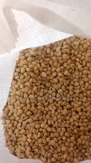 Lablab (Legumes Seeds)