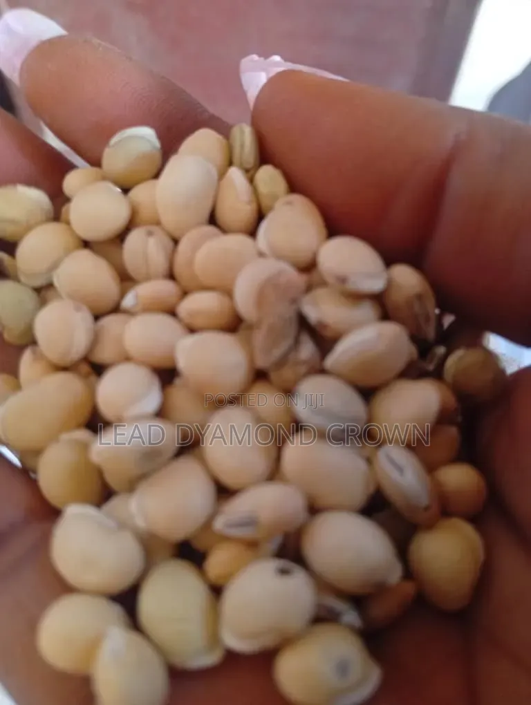 Lablab (Legumes Seeds)