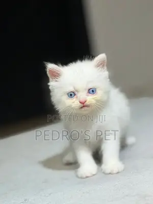 1-3 months Male Purebred Persian