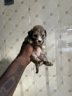 1-3 months Male Purebred Lhasa Apso
