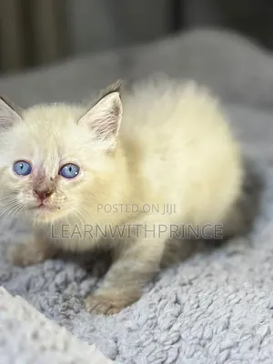 1-3 months Male Purebred Persian